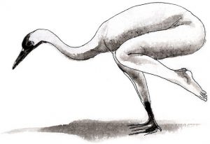 posture de la grue en yoga